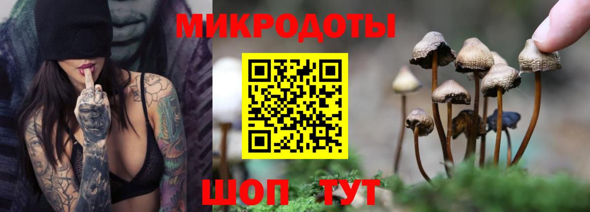 Псилоцибиновые грибы Cubensis Буйнакск